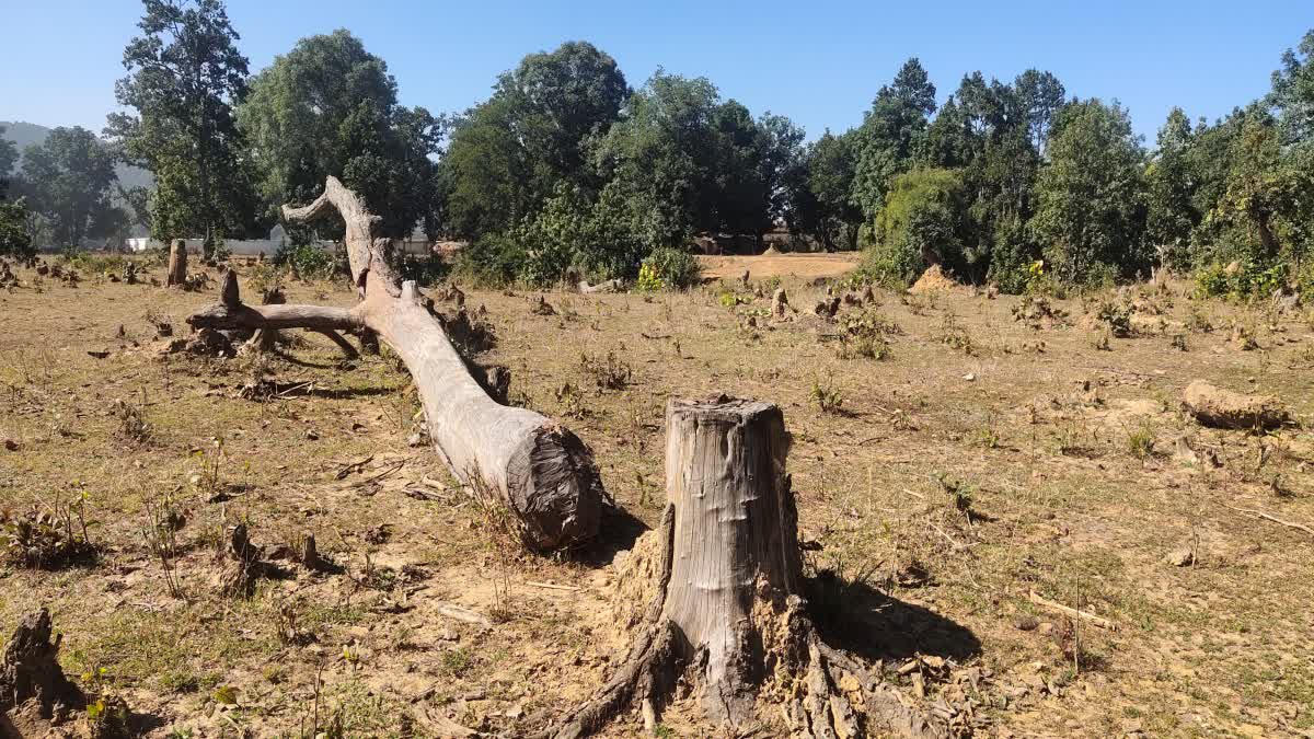 forests-being-cut-down-on-large-scale-by-the-mafia-in-lohardaga