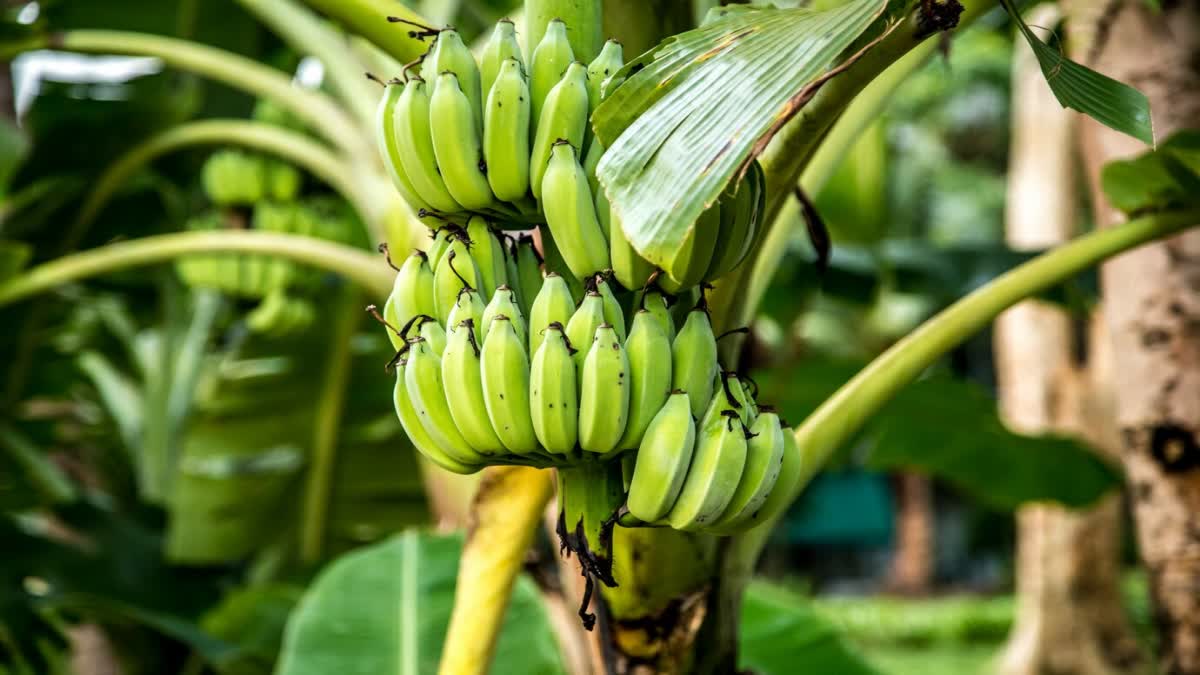 GREEN BANANAS HEALTH BENEFITS  പച്ചക്കായയുടെ ആരോഗ്യ ഗുണങ്ങൾ  REASONS TO ADD RAW BANANA TO DIET  BENEFITS OF RAW BANANA