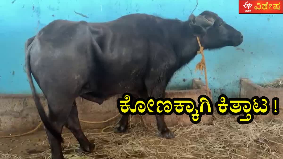 ಕೋಣಕ್ಕಾಗಿ ಎರಡು ಗ್ರಾಮಗಳ ಜನರ ನಡುವೆ ಕಿತ್ತಾಟ