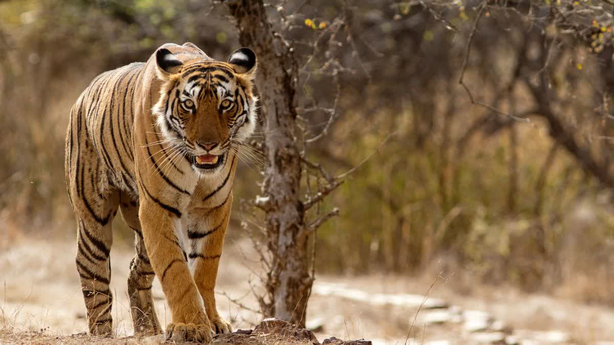 CHHINDWARA TIGER SEARCH CONTINUES