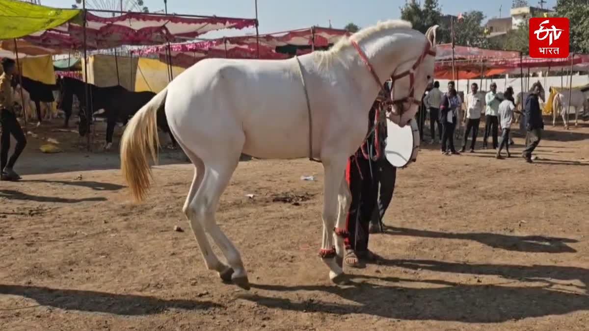 Chetak Festival Sarangkheda