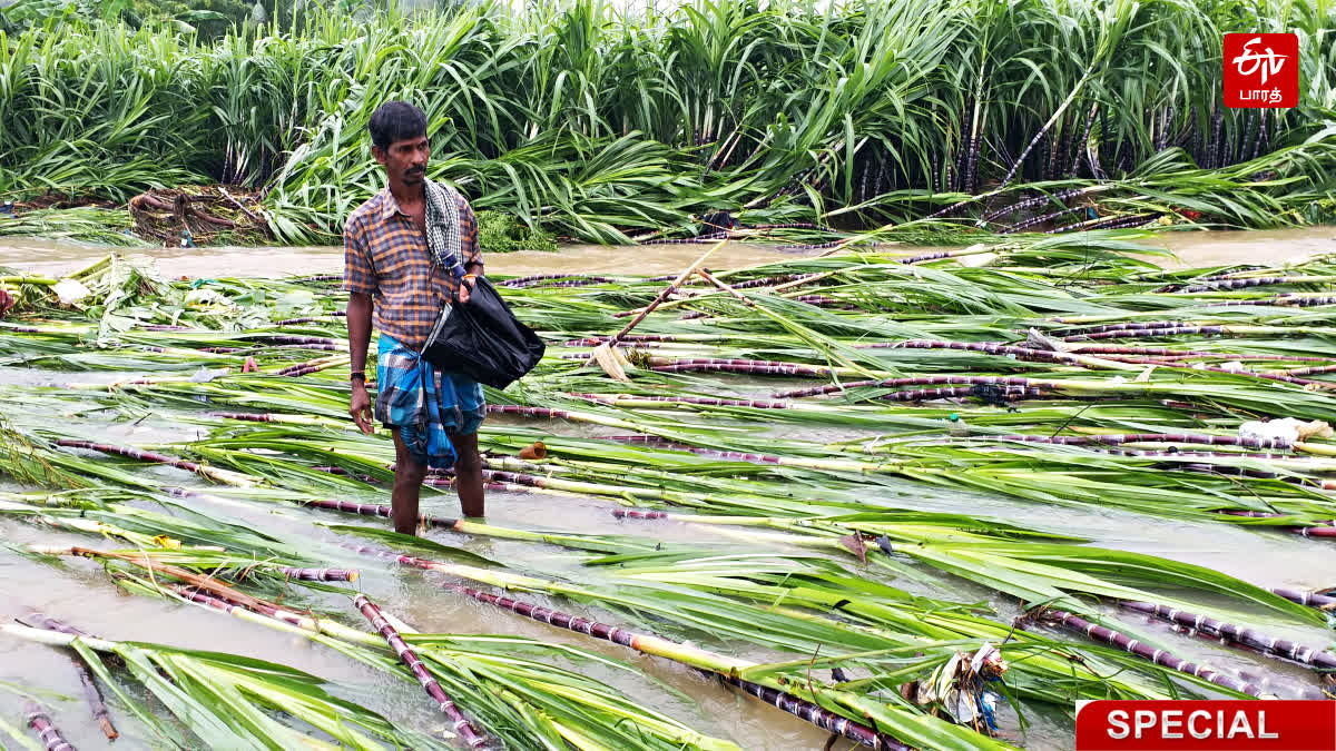 கனமழையால் சேதமடைந்த கரும்பு பயிர்கள்