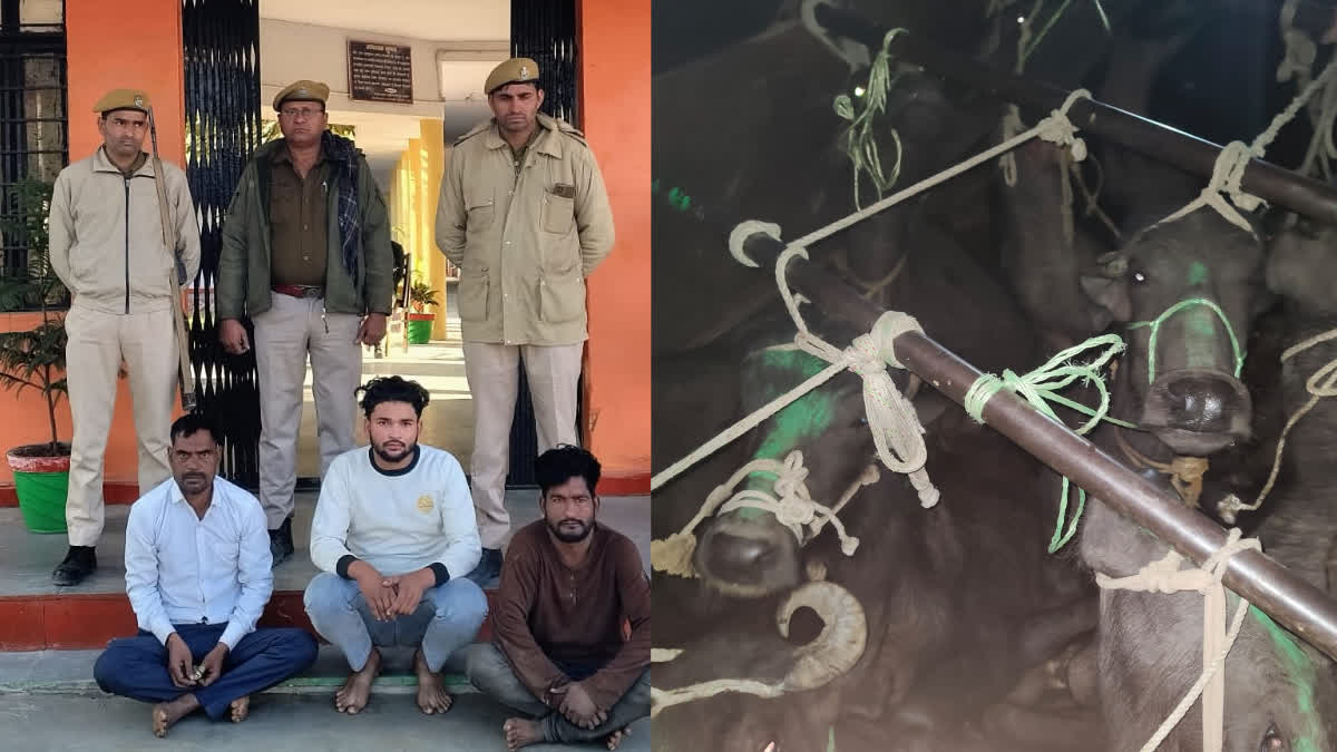 3 cattle smugglers arrested