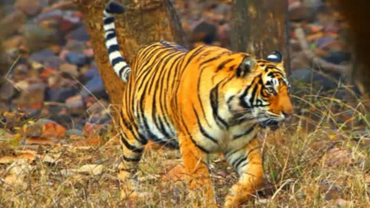 Young Man Ran Into Village After Seeing Tiger In Alluri District