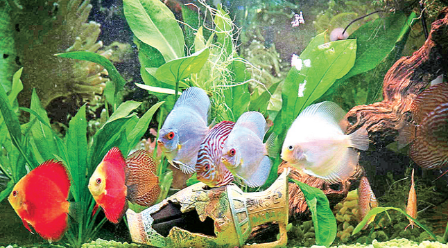 Precautions For Setting Up New Aquarium At Own Home