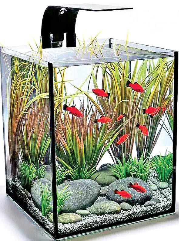 Precautions For Setting Up New Aquarium At Own Home