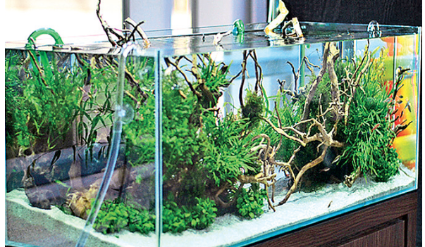 Precautions For Setting Up New Aquarium At Own Home