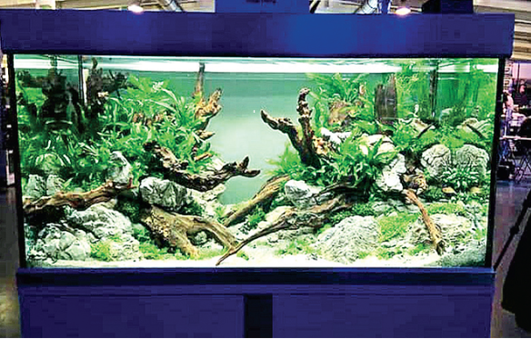 Precautions For Setting Up New Aquarium At Own Home