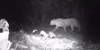 BURHANPUR LEOPARD SEEN IN FOREST