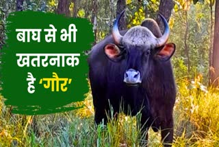 Gaur is pride of Valmiki Tiger Reserve