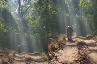 KANHA NATIONAL PARK TIGER VIDEO