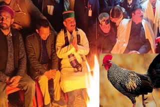 Row over endangered bird meat served during CM Sukhvinder Sukhu's visit to a village in Himachal Pradesh.