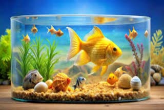 Precautions For Setting Up New Aquarium At Own Home