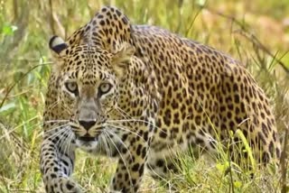 LEOPARD ATTACKS SHEEP