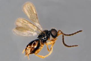 5 new species of parasitic wasp