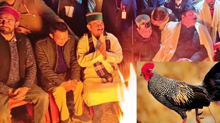 HIMACHAL CM SUKHU  HIMACHAL CM WILD CHICKEN  ഹിമാചല്‍ കാട്ടുകോഴി വിവാദം  PROTECTED BIRD IN MENU