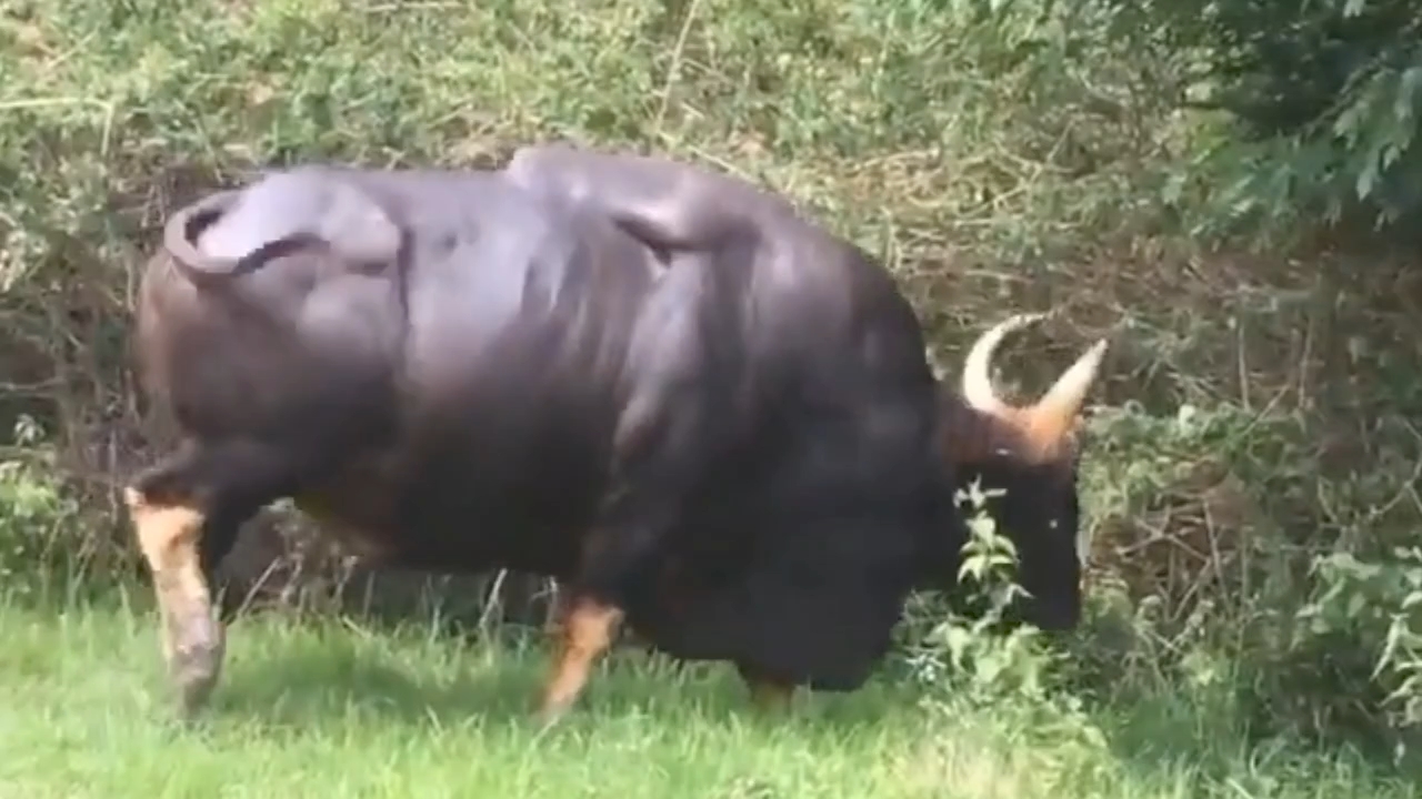 Gaur is pride of Valmiki Tiger Reserve