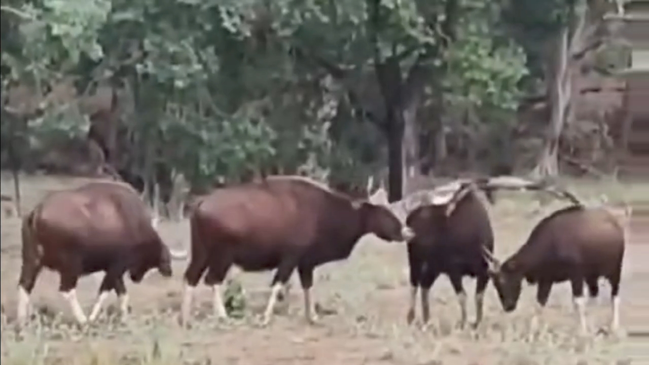 Gaur is pride of Valmiki Tiger Reserve