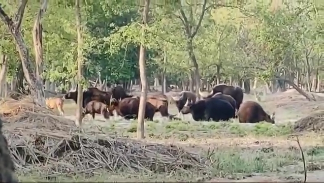 Gaur is pride of Valmiki Tiger Reserve