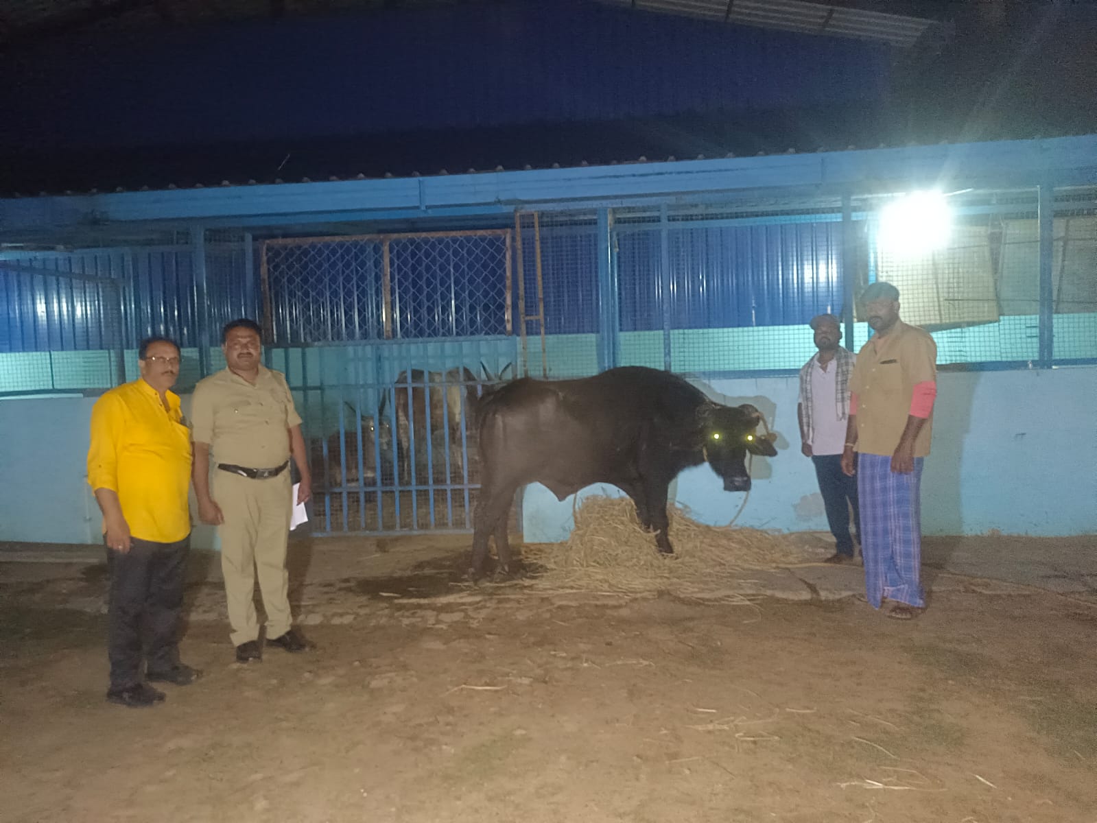 ಶಿವಮೊಗ್ಗದ ಮಹಾವೀರ ಗೋಶಾಲೆಯಲ್ಲಿರುವ ಕೋಣ