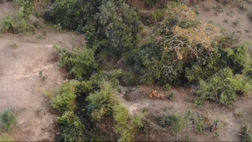 tiger love tigress in pench