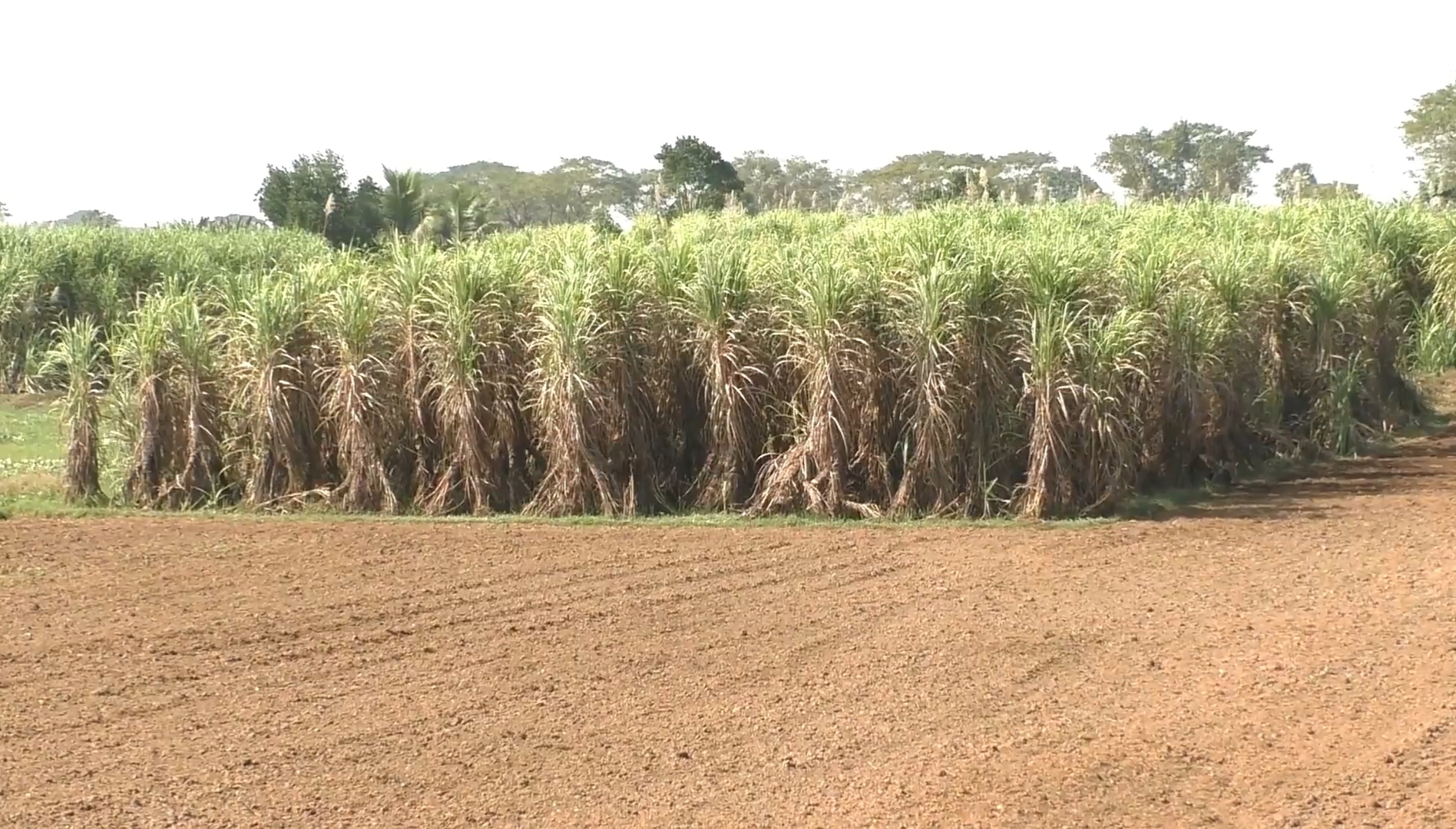 Aska Sugar Mill