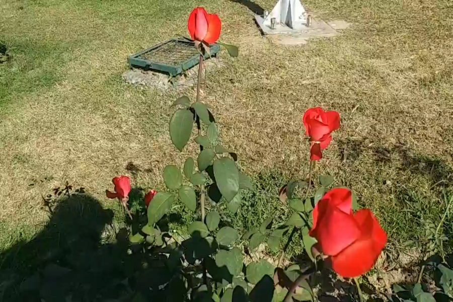 Rose Festival In Chandigarh