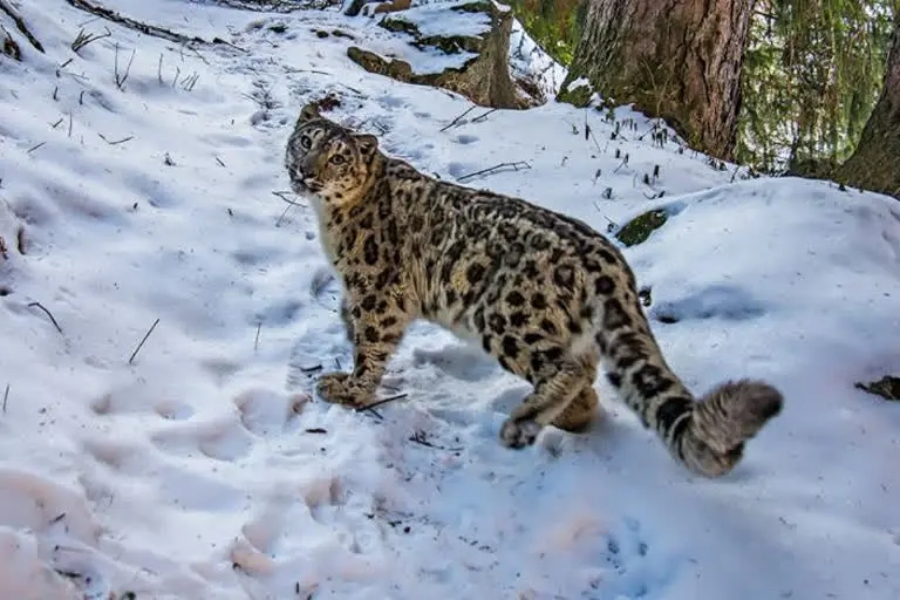 snow leopard.