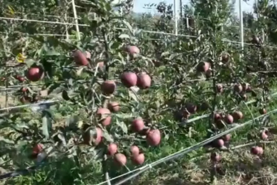 Apple business in Himachal.