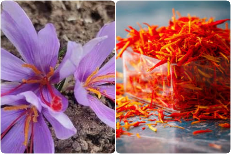 saffron cultivation in himachal