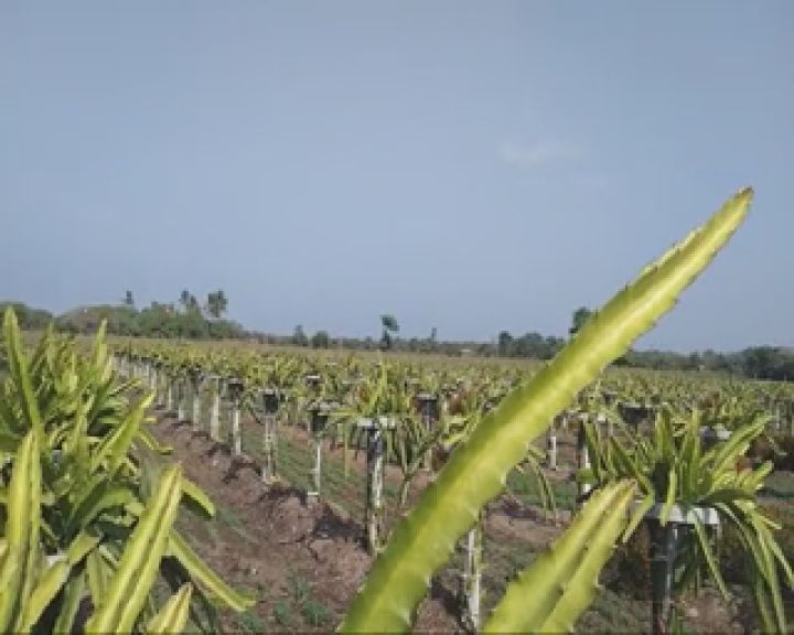 આફ્રિકન ફ્રુટ (african fruit farming in gujarat)ના છોડનો પણ સારો એવો ઉછેર કર્યો છે