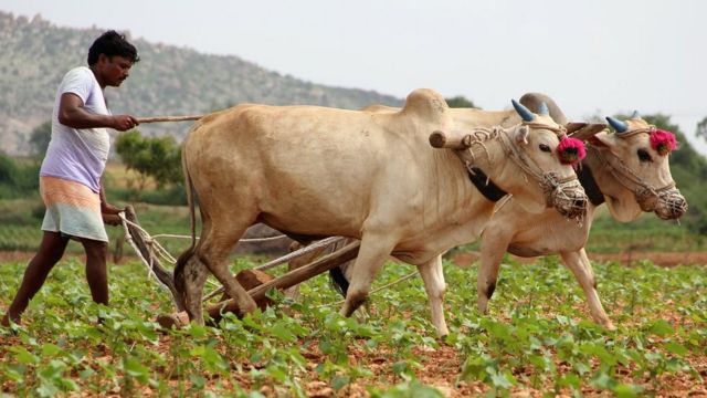 பயிர்கள் சாகுபடிப் பரப்பினை அதிகரிக்க