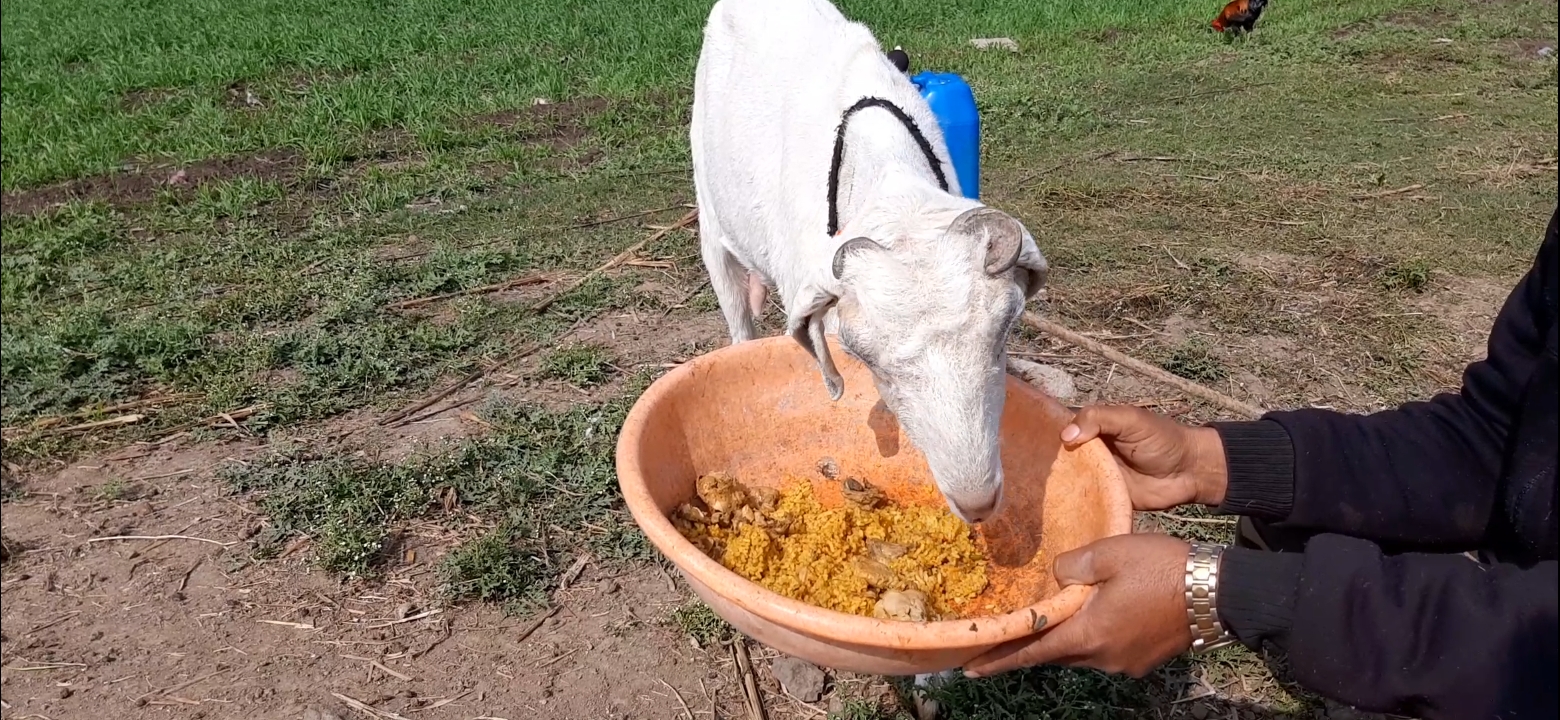 goat eating non veg in dewas