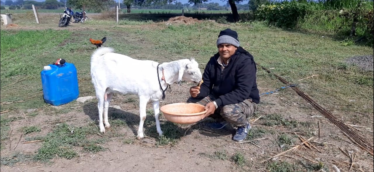 goat eating non veg in dewas