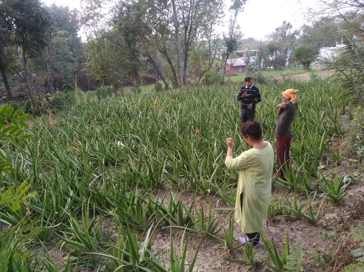 Aloe Vera farming in hamirpur