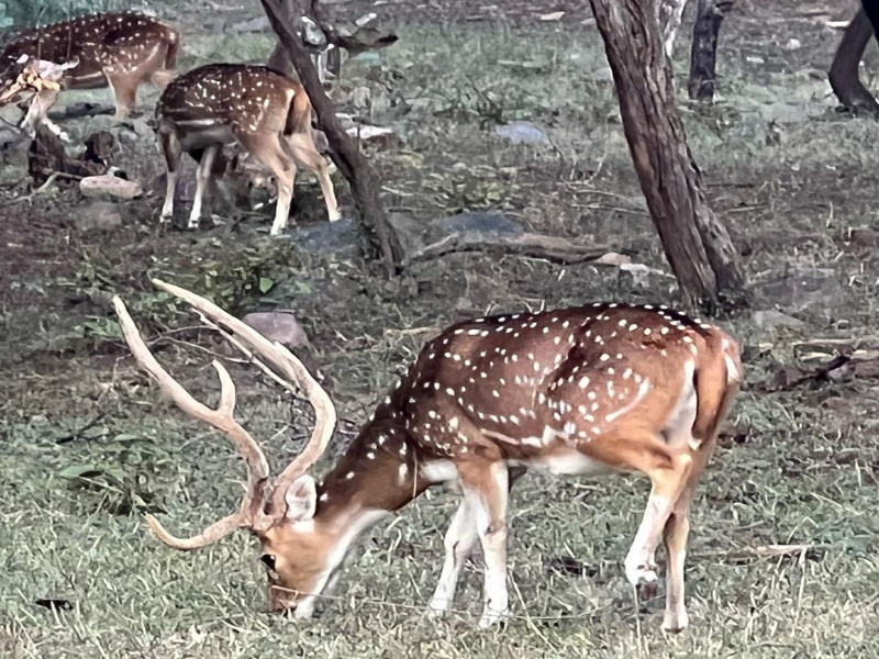 Ranthambore National Park