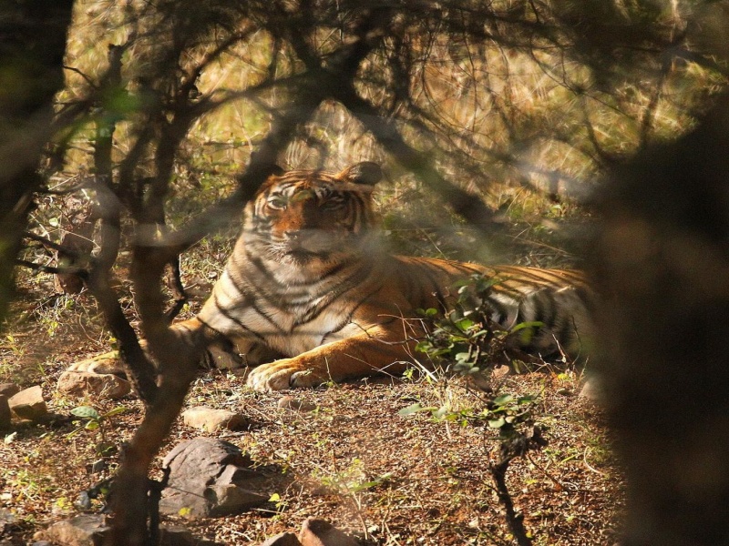 Ranthambore National Park