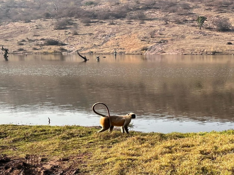 Ranthambore National Park