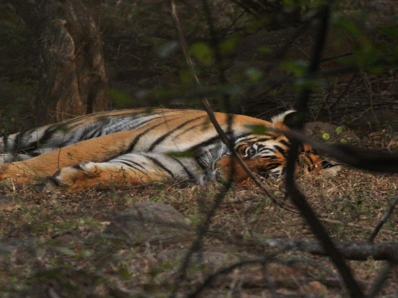 Ranthambore National Park