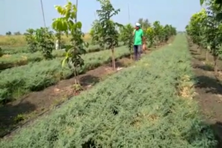 ತೋಟದಲ್ಲಿ ಕಾರ್ಯನಿರತ ಸಿದ್ದಪ್ಪ