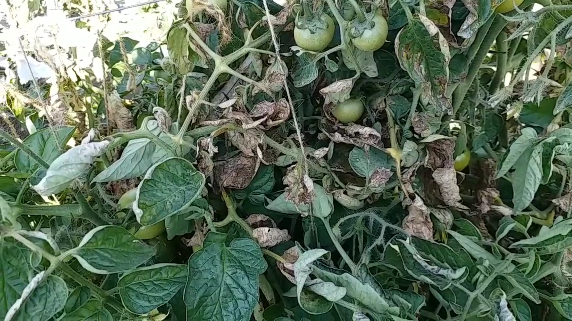 Crop ruined by cold and frost