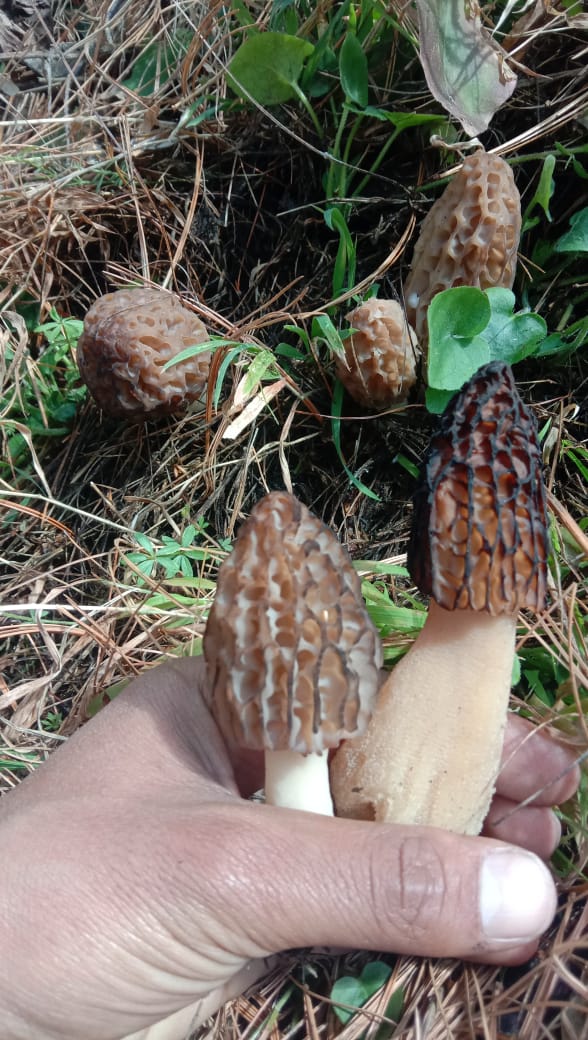 Production of GUCCHI in Himachal