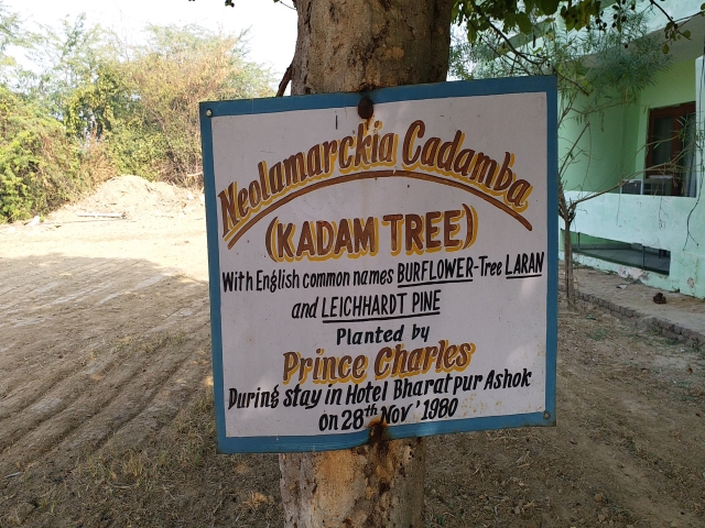 Kadam tree in Keoladeo