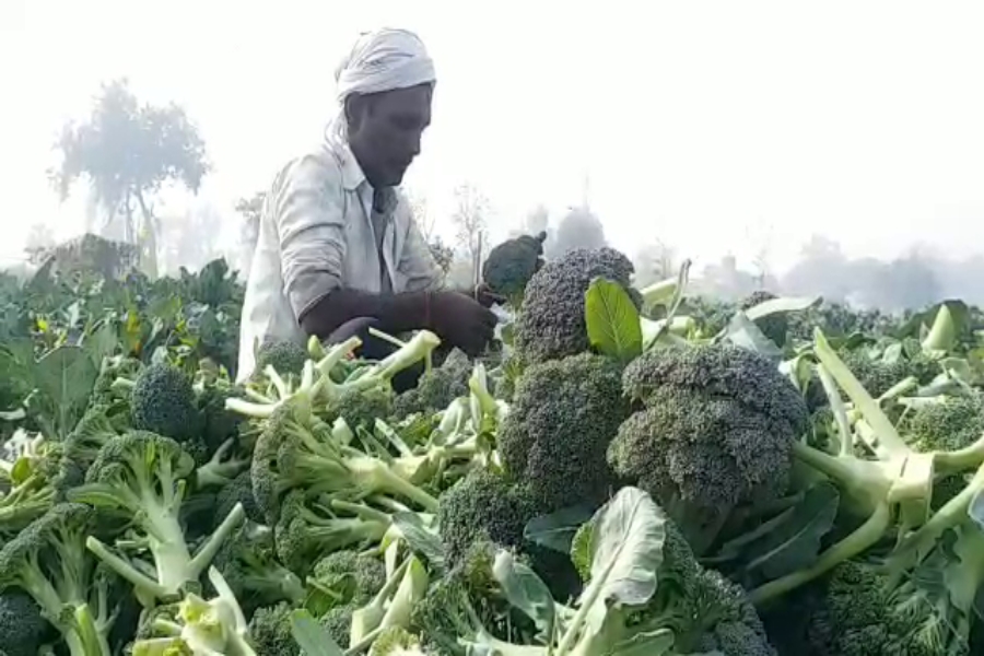 Production Of Vegetable Increase in panipat