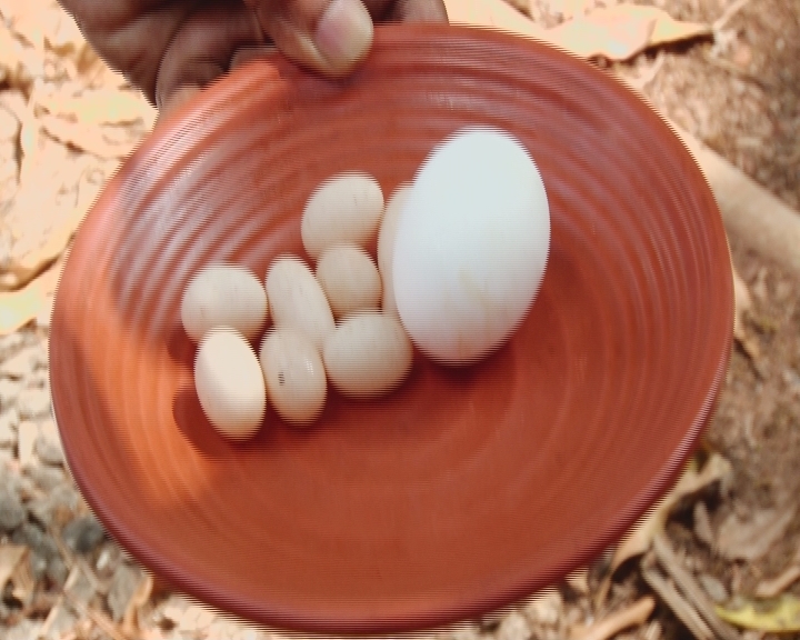 Eggs in the size of grapes