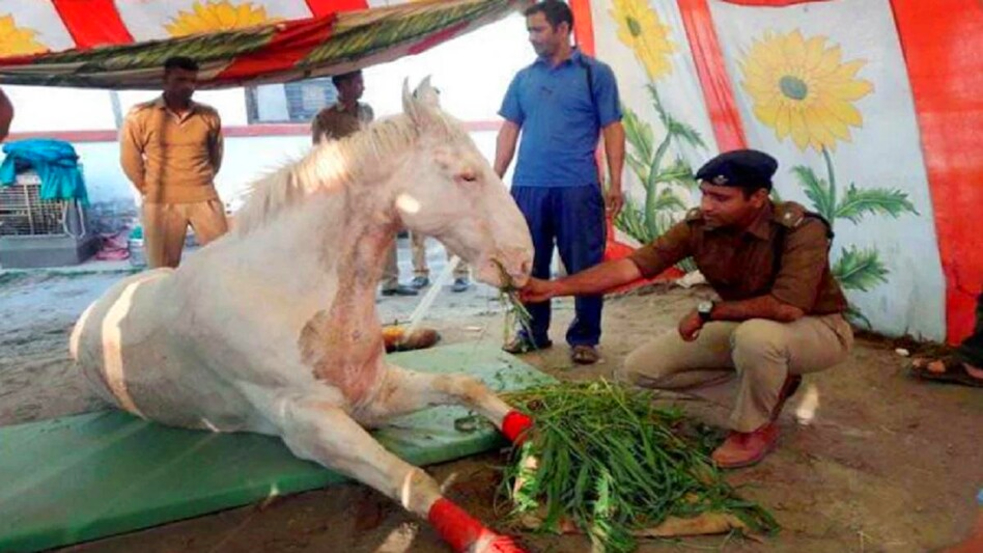 Shaktiman horse death case
