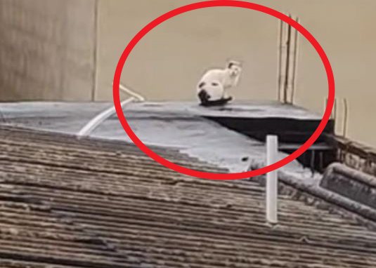 dog head on roof