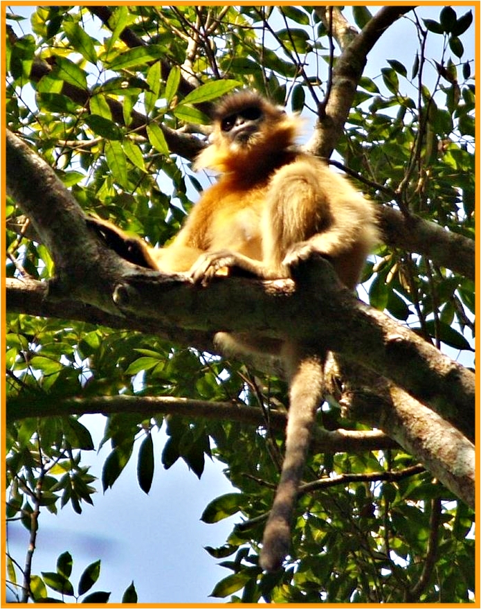 Behali reserve forest