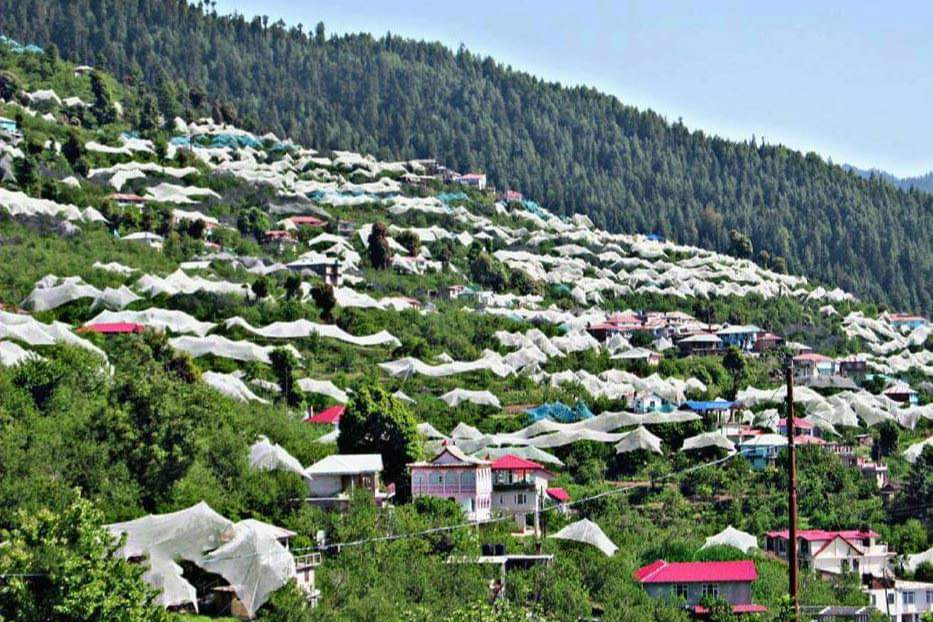 Apple production in Himachal Pradesh