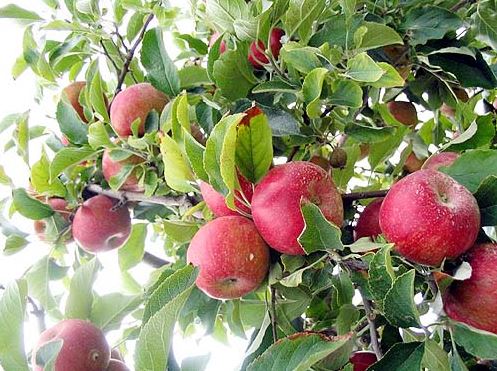 Apple production in Himachal Pradesh